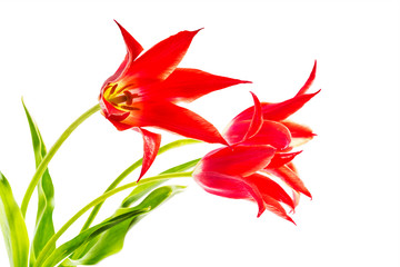 Three tulips isolated on white background