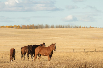 Fototapeta premium horse