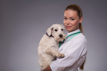 Female veterinarian examines little dog