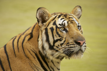 Adult Indochinese tiger.