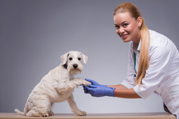 Cute little dog visits vet