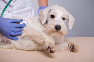 Female veterinarian examines little dog with stethoscope