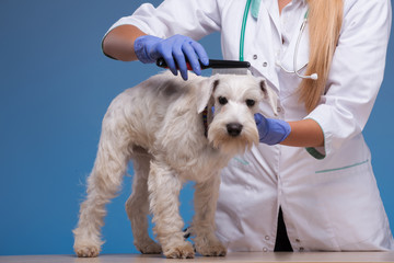 Vet combing a cute little dog