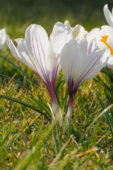 Krokusbl&uuml;ten