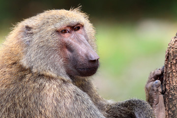 Olive Baboon (Papio anubis) in Mole National park, Ghana