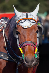 Portrait of a horse's head close-up
