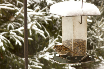 Carolina Wren at Feeder in Snow