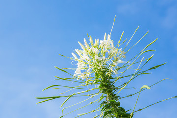 Fototapeta premium Flowers, Cleome flower (Cleome hassleriana) ,spider flowers on blue sky.