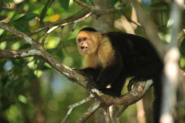 White-faces capuchin monkey in a tree