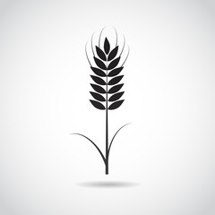 Wheat vector icon.