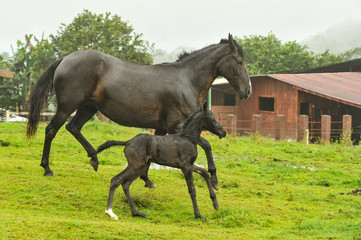 Mother and two day old horses running in field