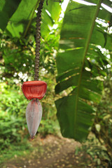 Banana leaf and flower hang in a tropical forest
