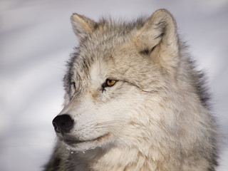 Naklejka premium Alpha male arctic wolf watching in snow