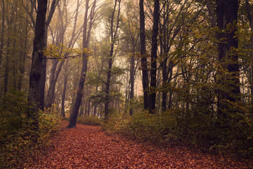 Obraz premium Romantic forest with foggy atmosphere
