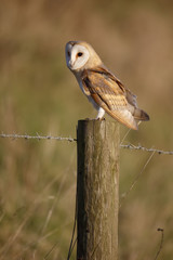 Barn owl, Tyto alba