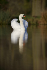 Mute swan,Cygnus olor