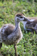 Fototapeta premium Egyptian baby Goose - Fairchild Gardens