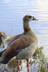 Egyptian Goose - Fairchild Gardens