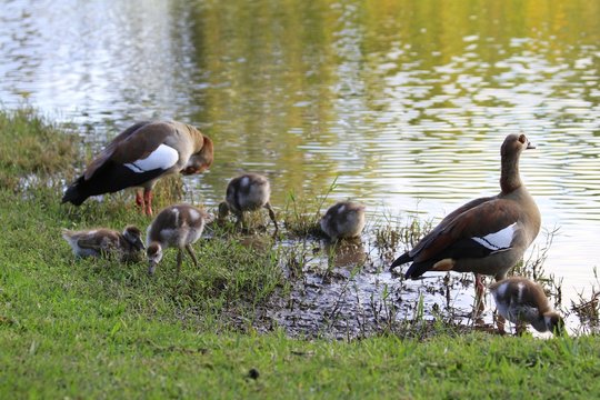 Egyptian Geese Family - Fairchild Gardens