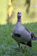 egyptian Goose - Fairchild Gardens