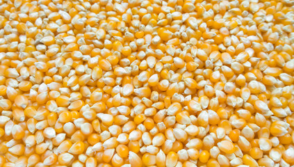 Bulk of corn grains