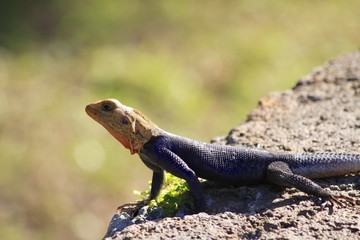 Rainbow agama - Fairchild Gardens