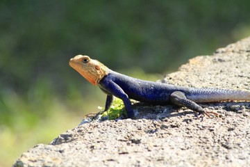 common agama - rainbow lizard