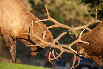 Rutting Bull Elk Fighting