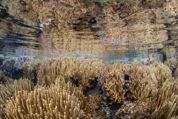 Calm Sea and Coral Reef