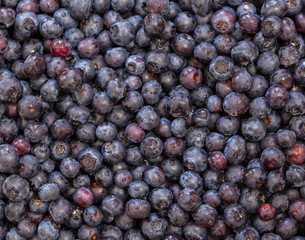 Macro shot of Blueberries