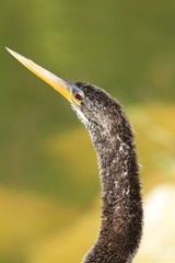 Anhinga bird - face view - fairchild gardens