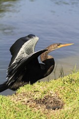 Anhinga drying up its wings