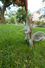 Feeding a squrrel
