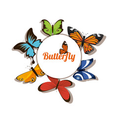 butterfly