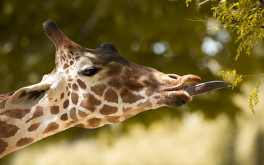 Naklejka premium Giraffe Eating Leaves