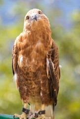 A red tailed hawk