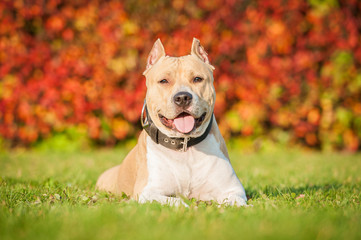 American staffordshire terrier lying on the lawn in autumn