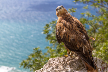 A red tailed hawk
