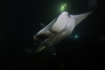 Manta