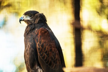 Bay-Winged Hawk