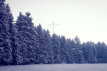 Winter forest landscape