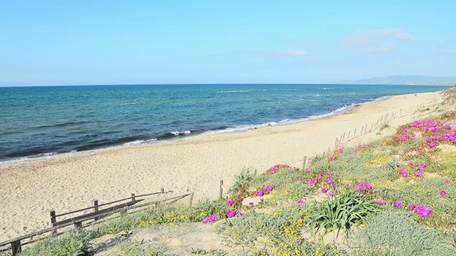 pink flowers in Platamona