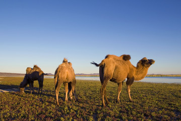 Three Camels Eating Grass In A Scenic Nature Concept