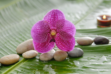 pink orchid and stones, candle on wet banana leaf
