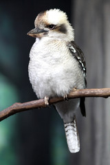 Kookaburra