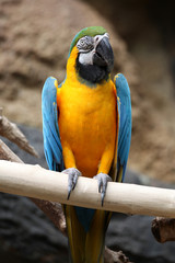 Macaw