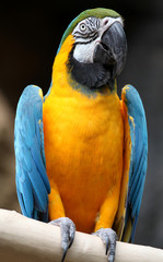 Macaw Up Close