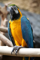 Macaw