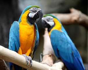 Naklejka premium Macaws