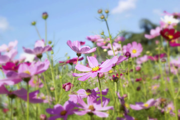 pink and white  cosmos flowers in the nature